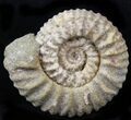 Pavlovia Ammonite Fossil - Siberia #29711-1